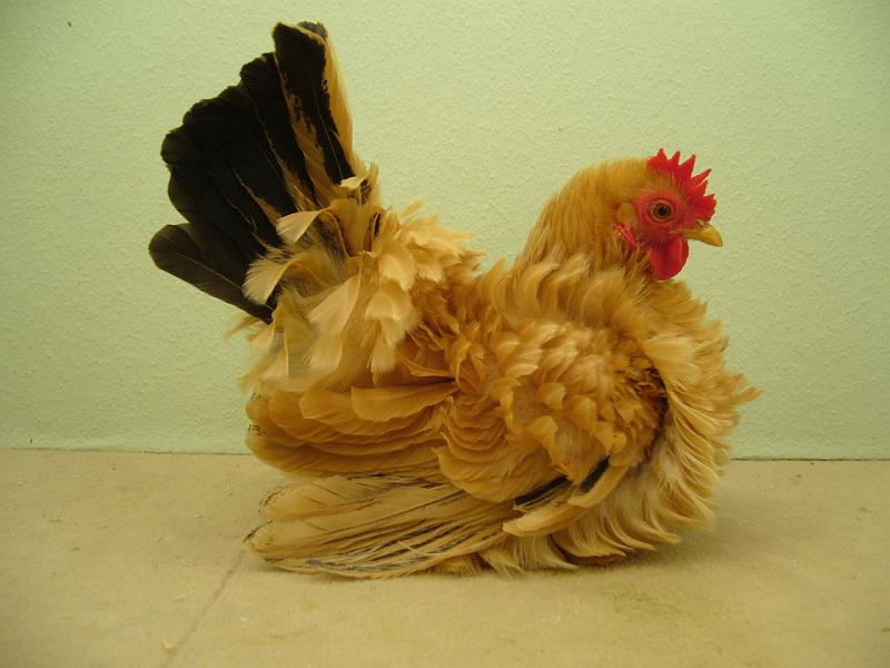 Munster 2009 251.jpg - Chabo gelb mit schwarzen Schwanz gelockt von ZG Lütkehellweg